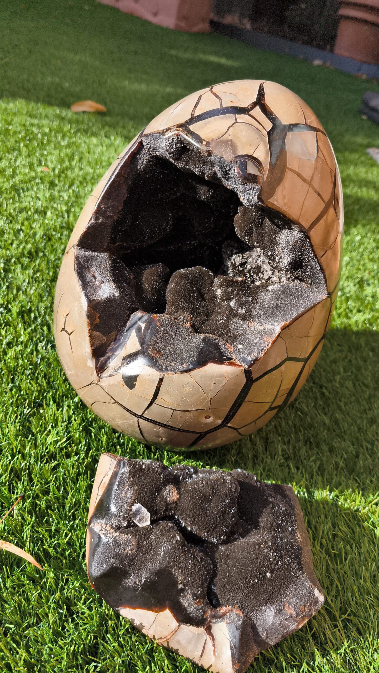 septaria sauvage oeuf – Image 3