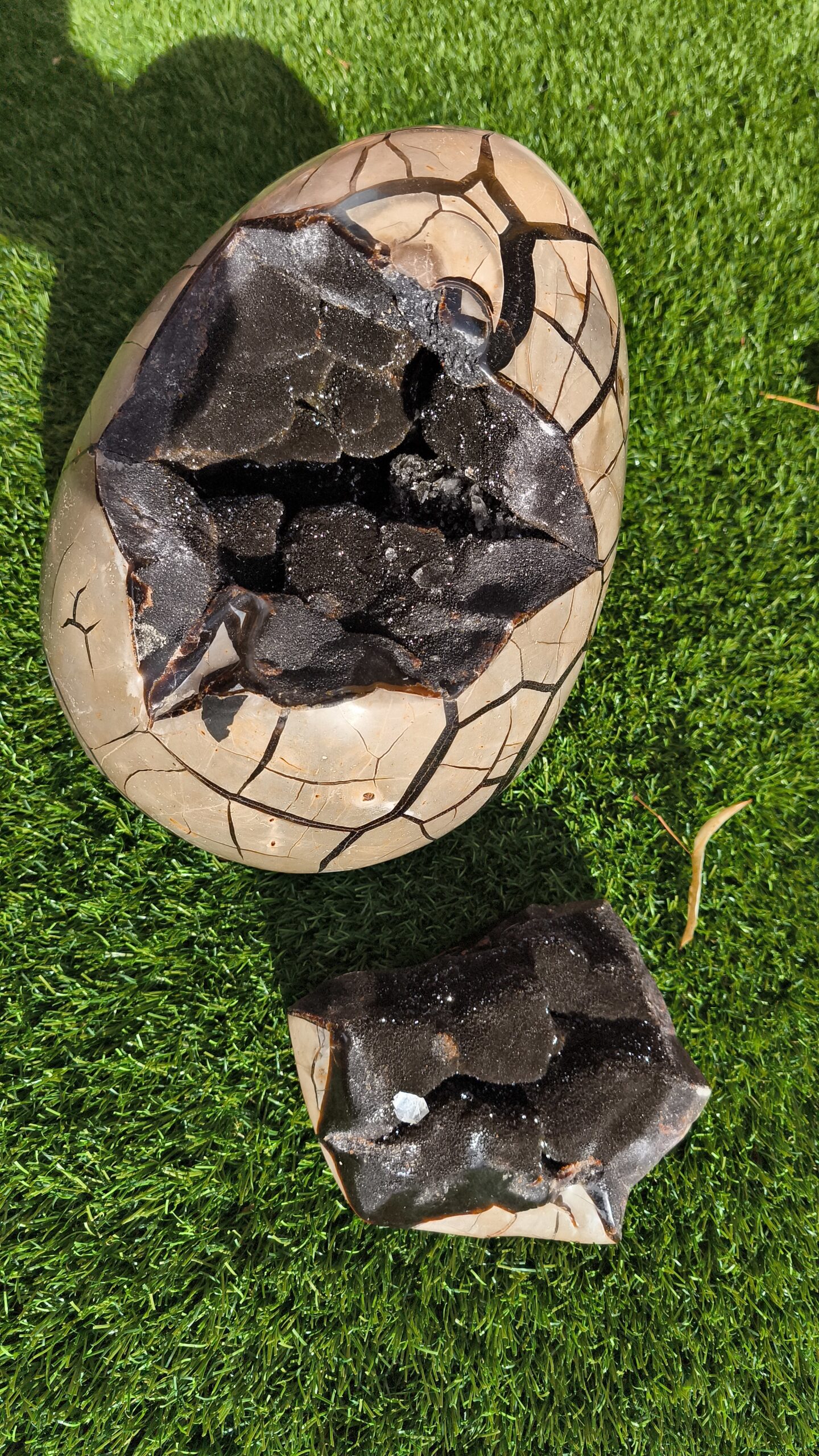 septaria sauvage oeuf – Image 2