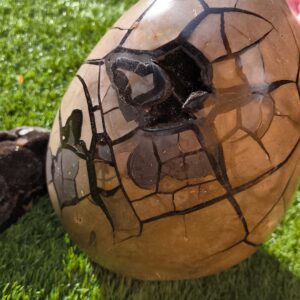 septaria sauvage oeuf