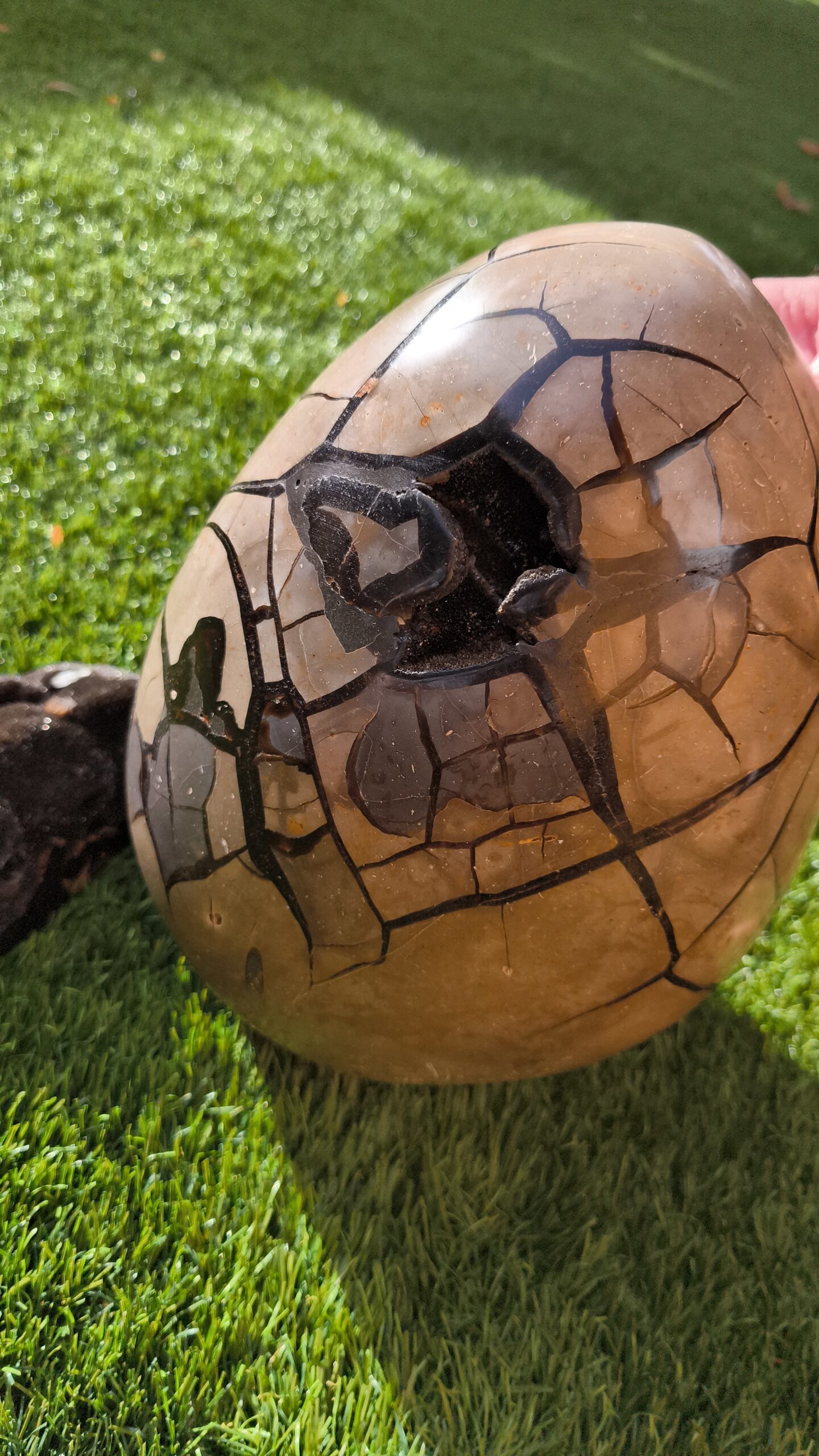 septaria sauvage oeuf